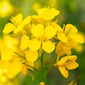flower_mustard